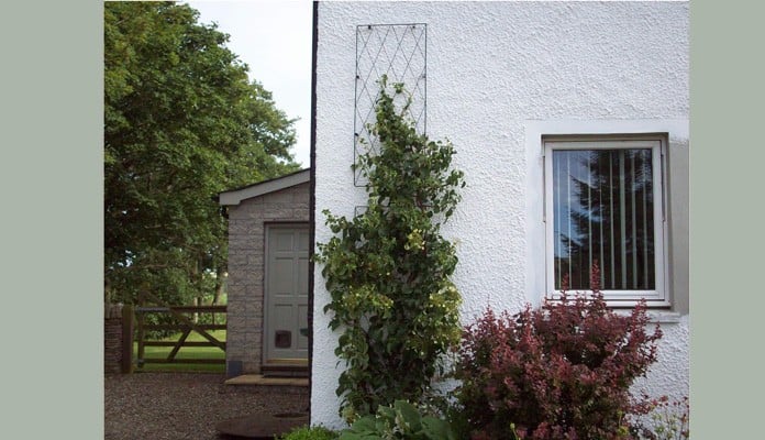 Standard Lattice Wall Trellis Panel, Mrs Ingledew - Angus