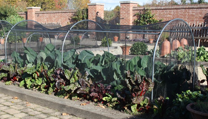X Large Garden Netting Hoop, Chewton Glen Kitchen Garden X Large Garden Netting Hoop, Chewton Glen Kitchen Garden