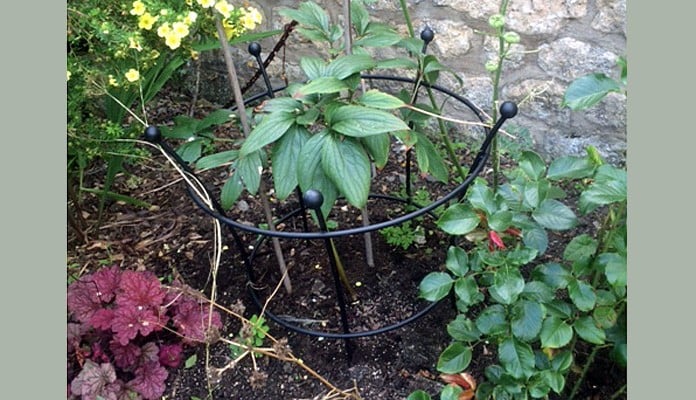 60cm H Black Trumpet Plant Supports,  Mrs Terry - Bath