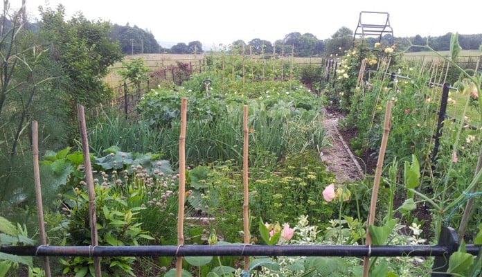 Kitchen Garden with Ogee Arch in background