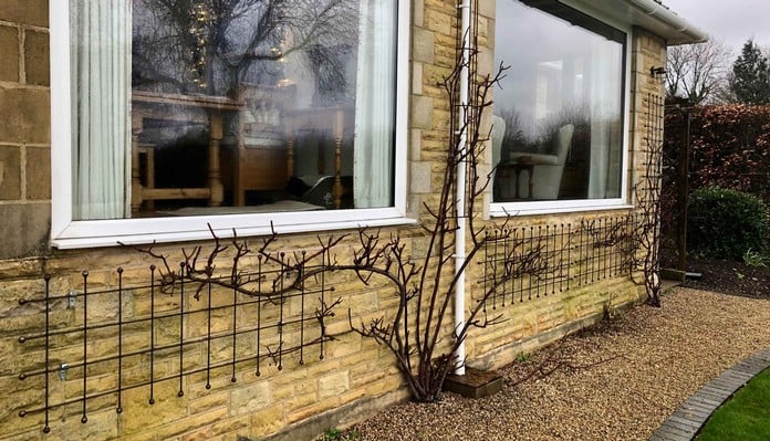 Decorative Rust Natural Wall Trellis - Mrs Garner, Leicestershire