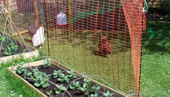 Allotment Raised Beds, Mrs Lawrence - Dorset Allotment Raised Beds, Mrs Lawrence - Dorset