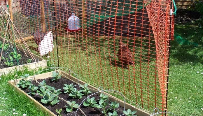 Allotment Raised Beds, Mrs Lawrence - Dorset