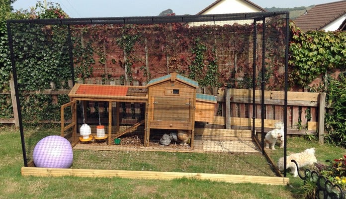 2m x 3m Steel Poultry Cage, Mrs Walters - Devon 2m x 3m Steel Poultry Cage, Mrs Walters - Devon
