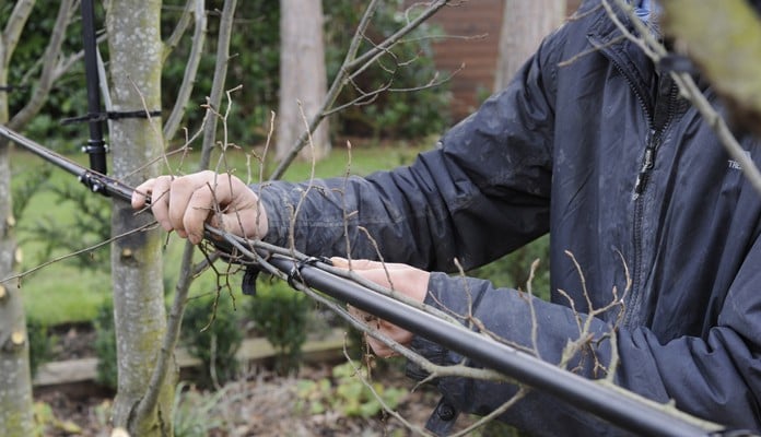 Securing Section 2 and Tying in Hornbeam Branches