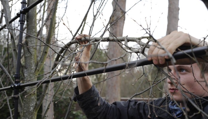 Training Hornbeam Pleach Branches To  Frame