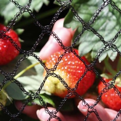 Top 10 Garden Netting Tips - Harrod Horticultural