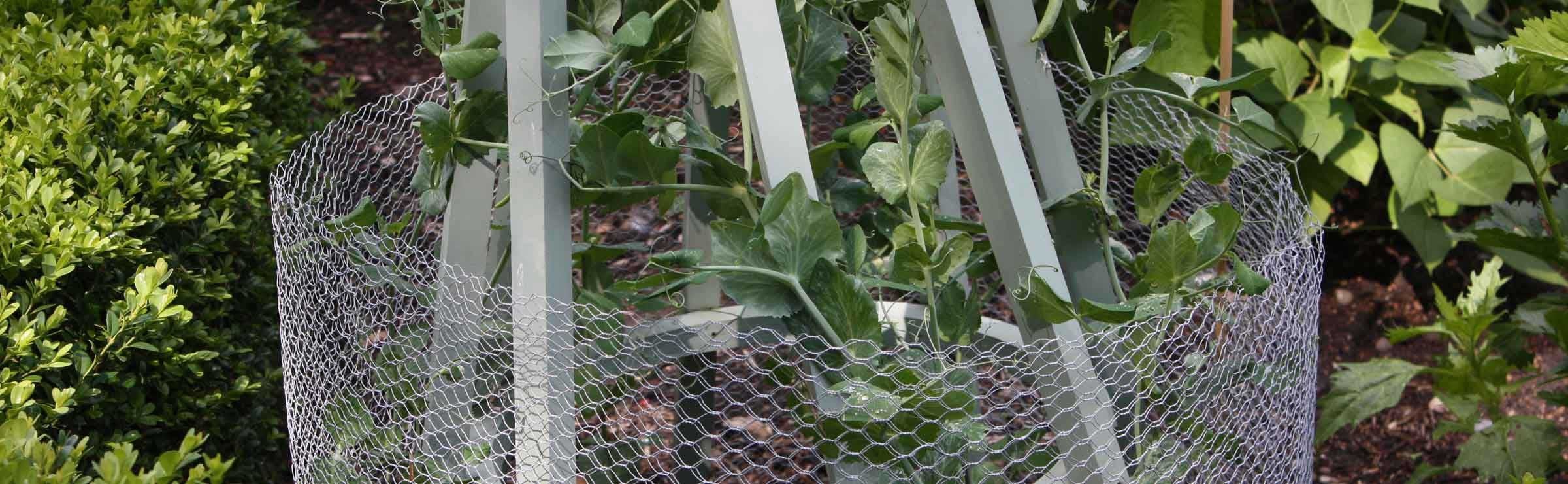 Chicken Wire - Harrod Horticultural (UK)