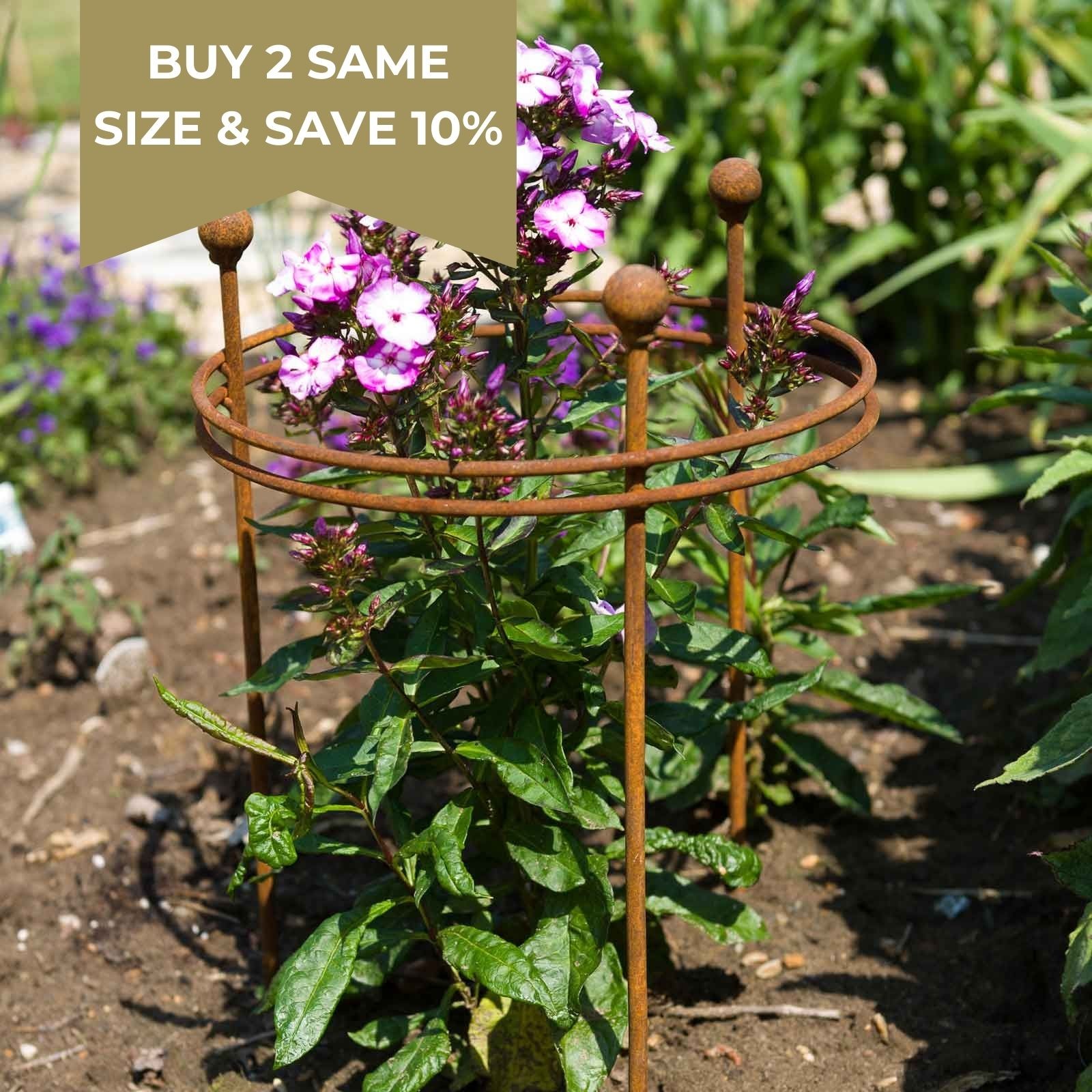 Simple Corn Support Short Circular Plant Support Rust - Harrod Horticultural