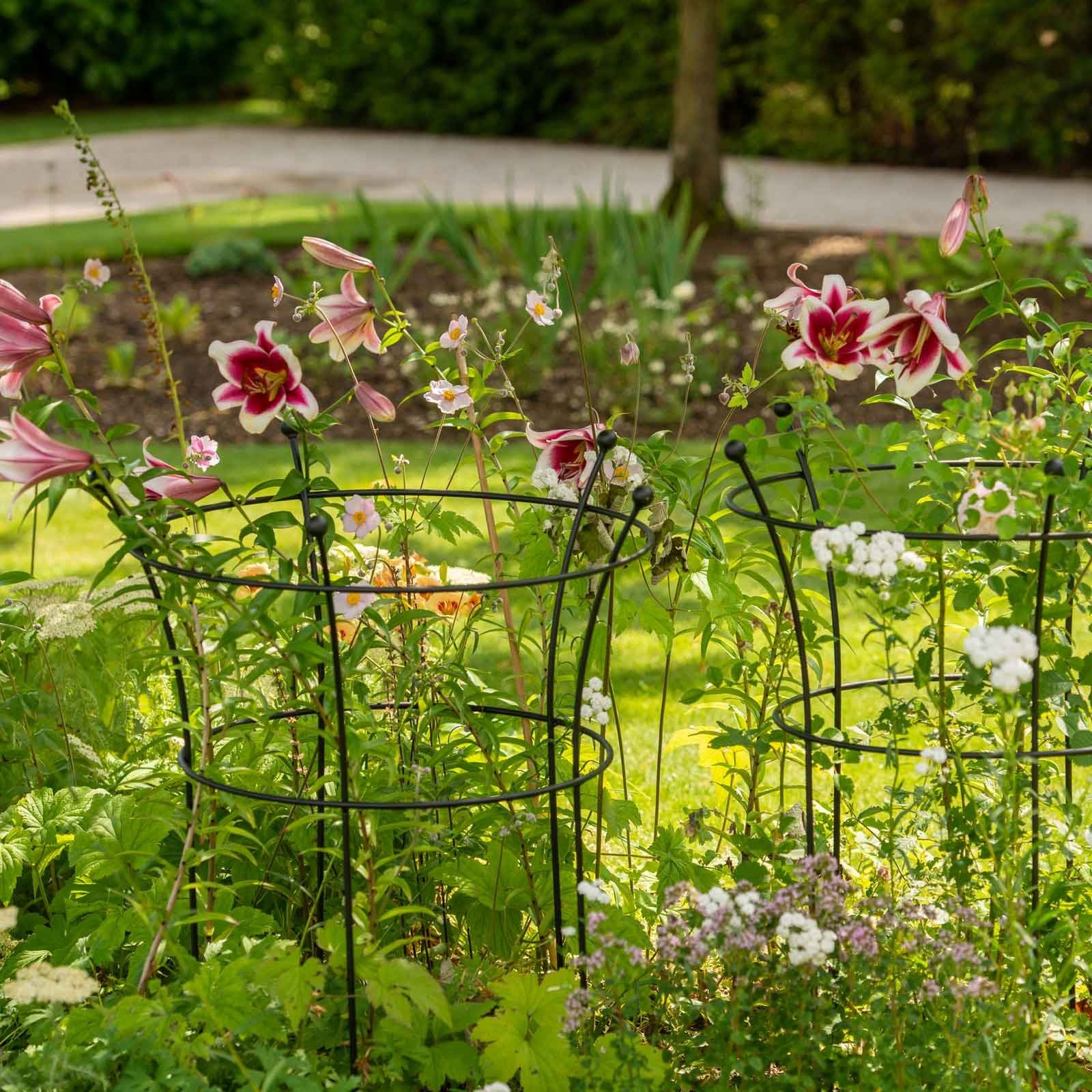 Peony Plant Supports in Black by Harrod Horticultural