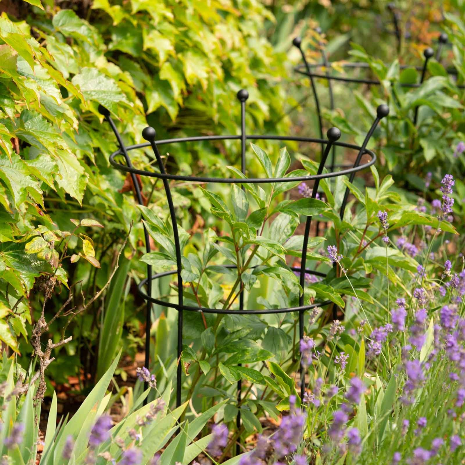 Peony Plant Supports in Black by Harrod Horticultural