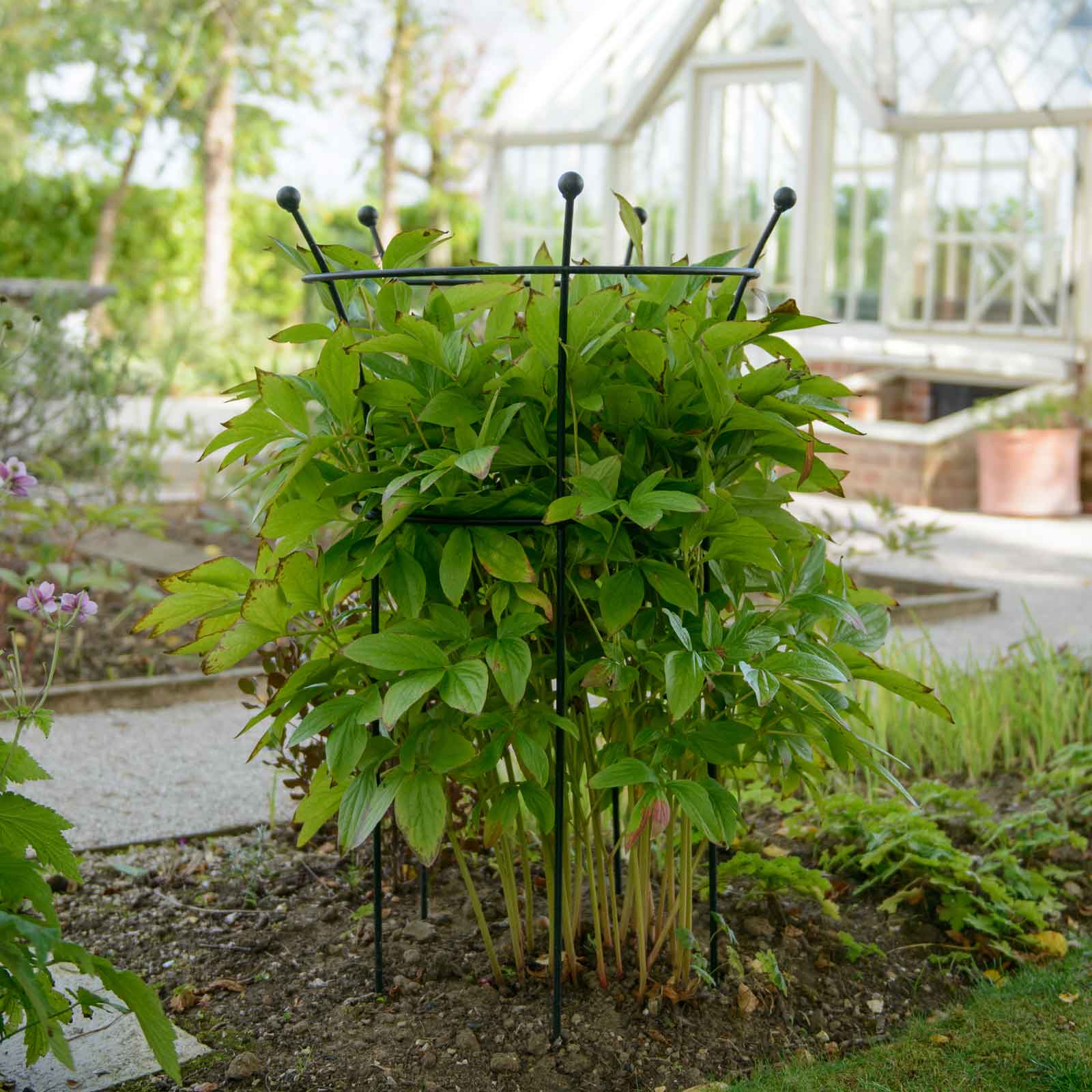 Peony Plant Supports in Black by Harrod Horticultural