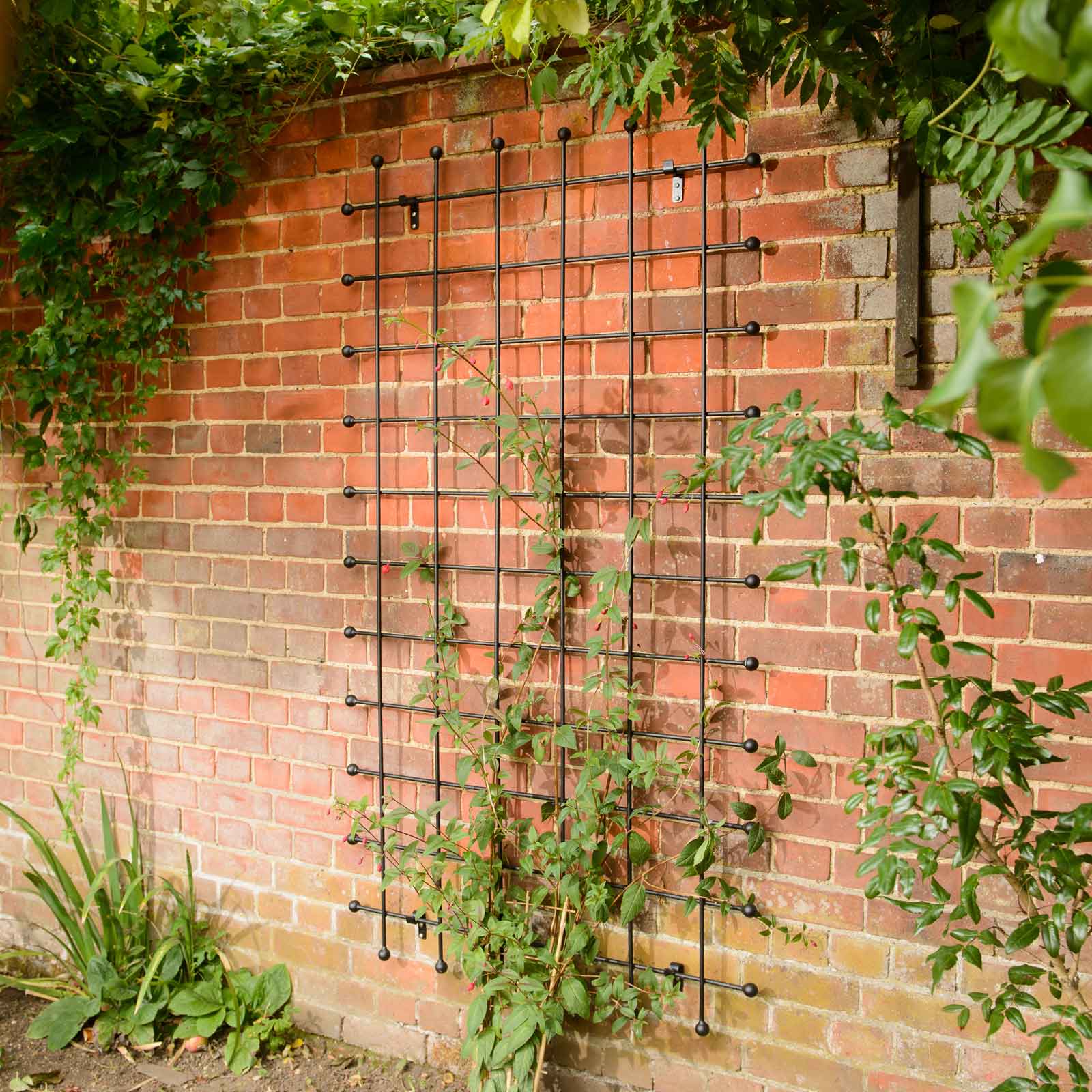 Metal Garden Trellis Harrod Horticultural