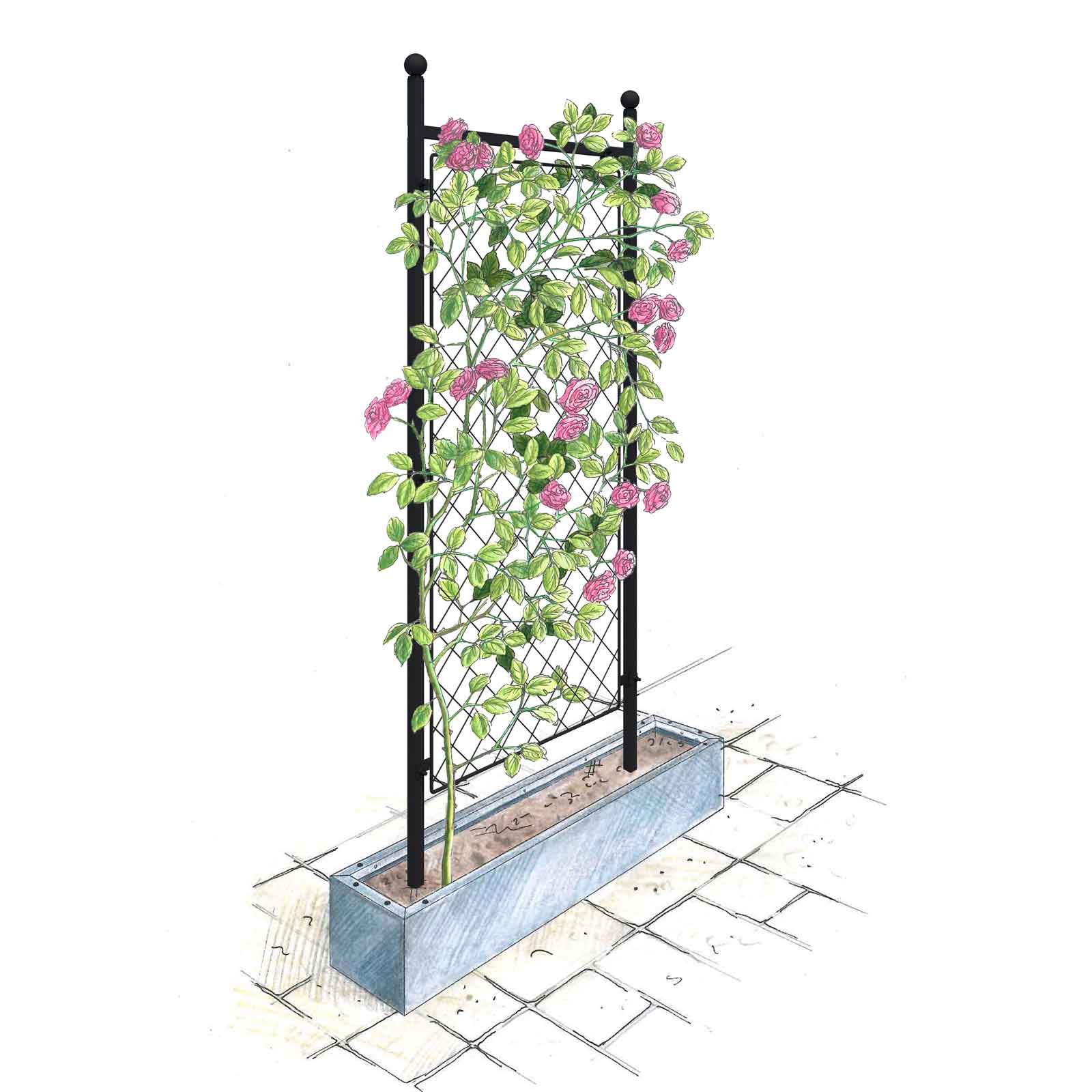 Harrod Trellis Growing Frame Harrod Horticultural
