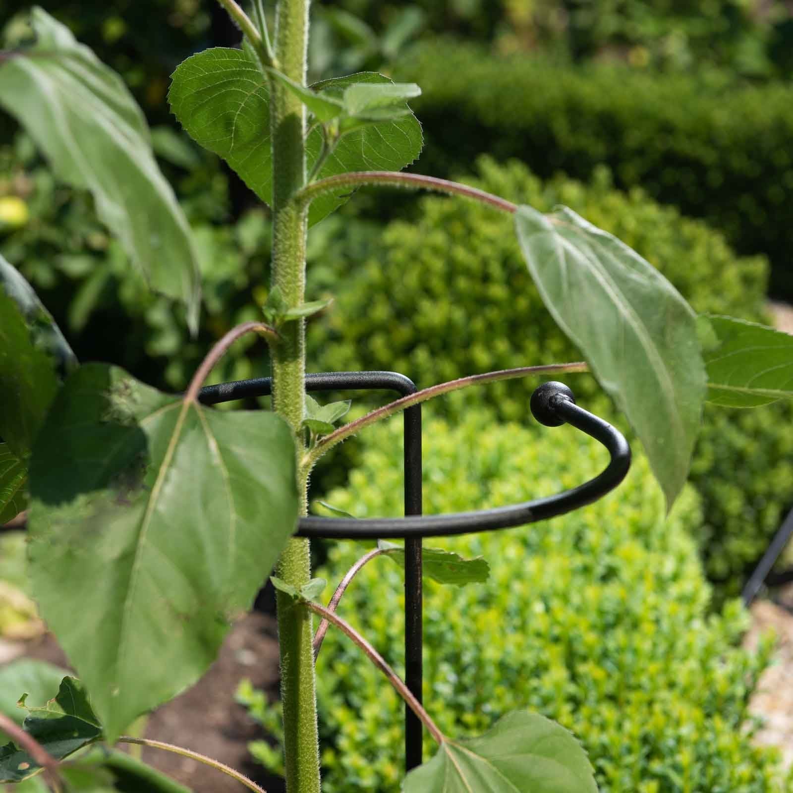 Harrod Wrap Around Plant Support from Harrod Horticultural