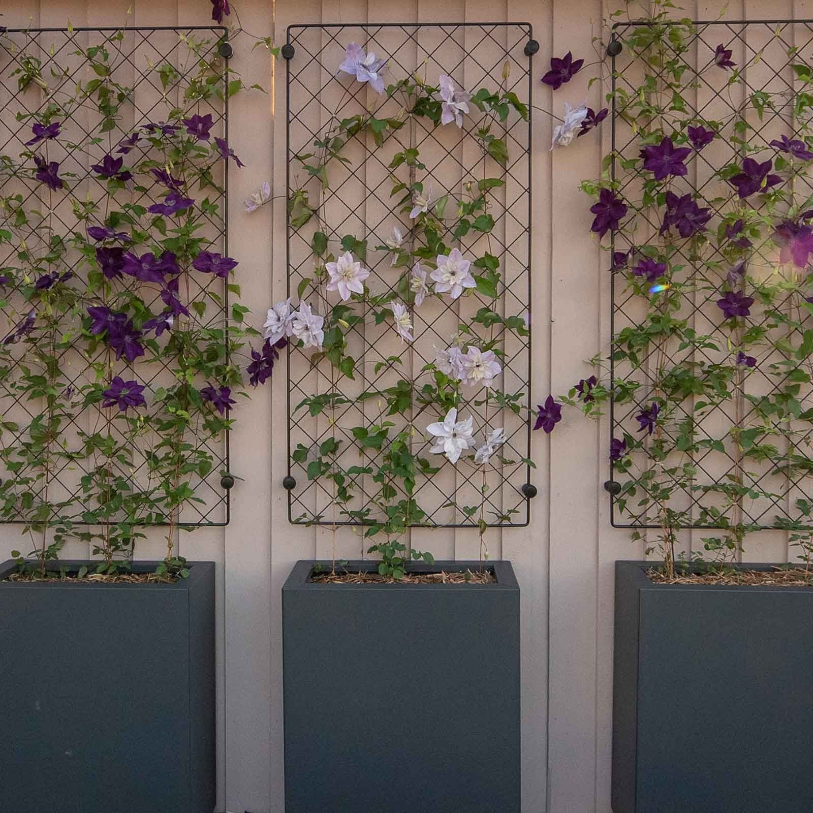 Diamond Lattice Trellis Panels Harrod Horticultural