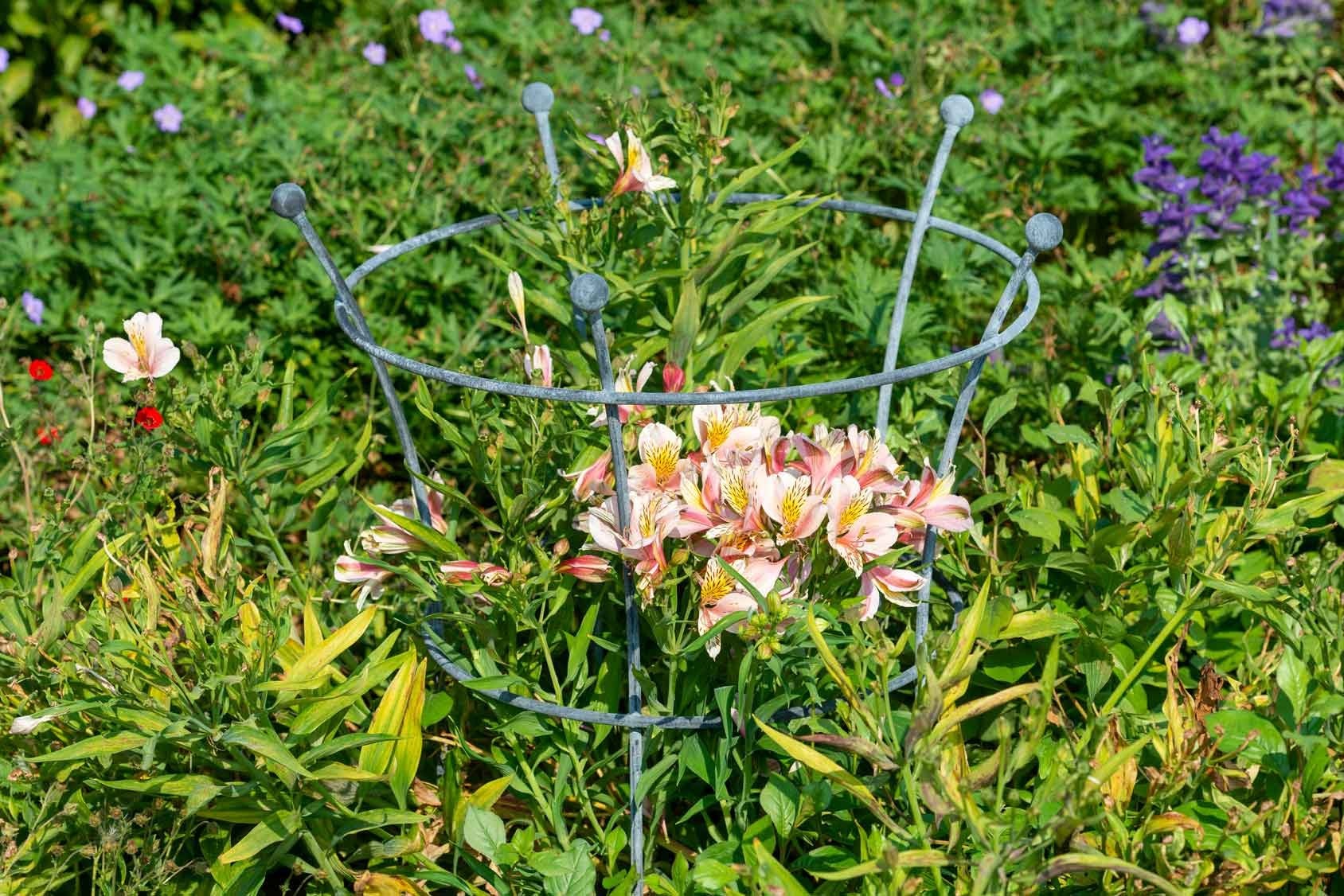 Southwold Trumpet Peony Plant Support from Harrod Horticultural