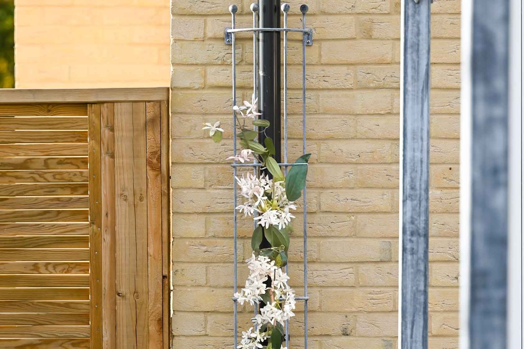 Southwold Drainpipe Trellis from Harrod Horticultural