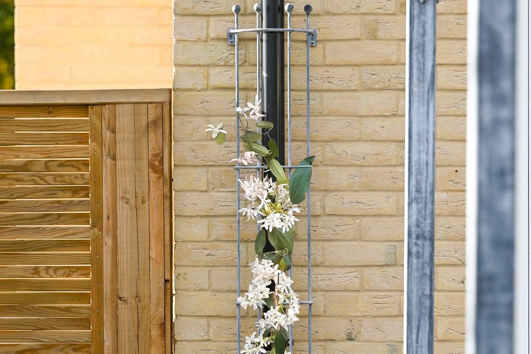 Southwold Drainpipe Trellis