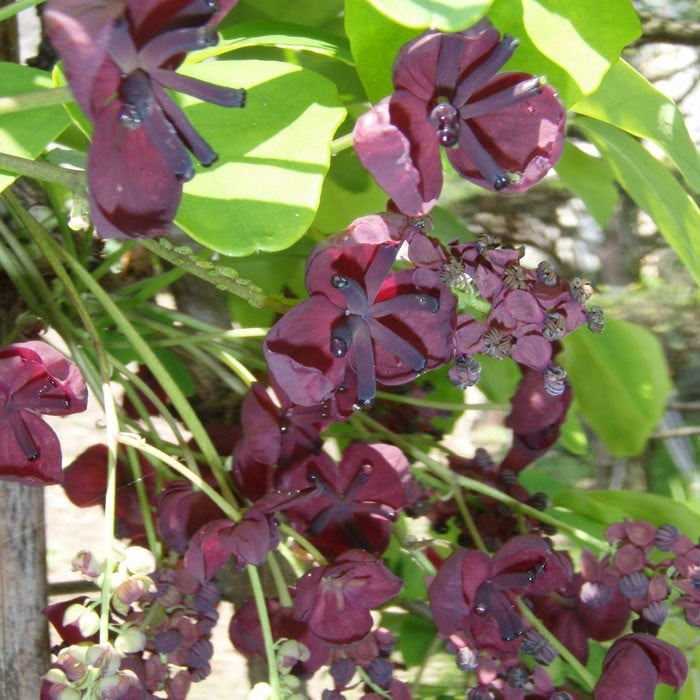 Akebia quinata chocolate vine Harrod Horticultural
