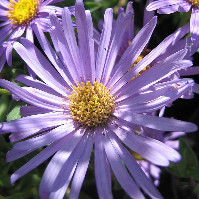 Aster Monch Michaelmas Daisy Harrod Horticultural