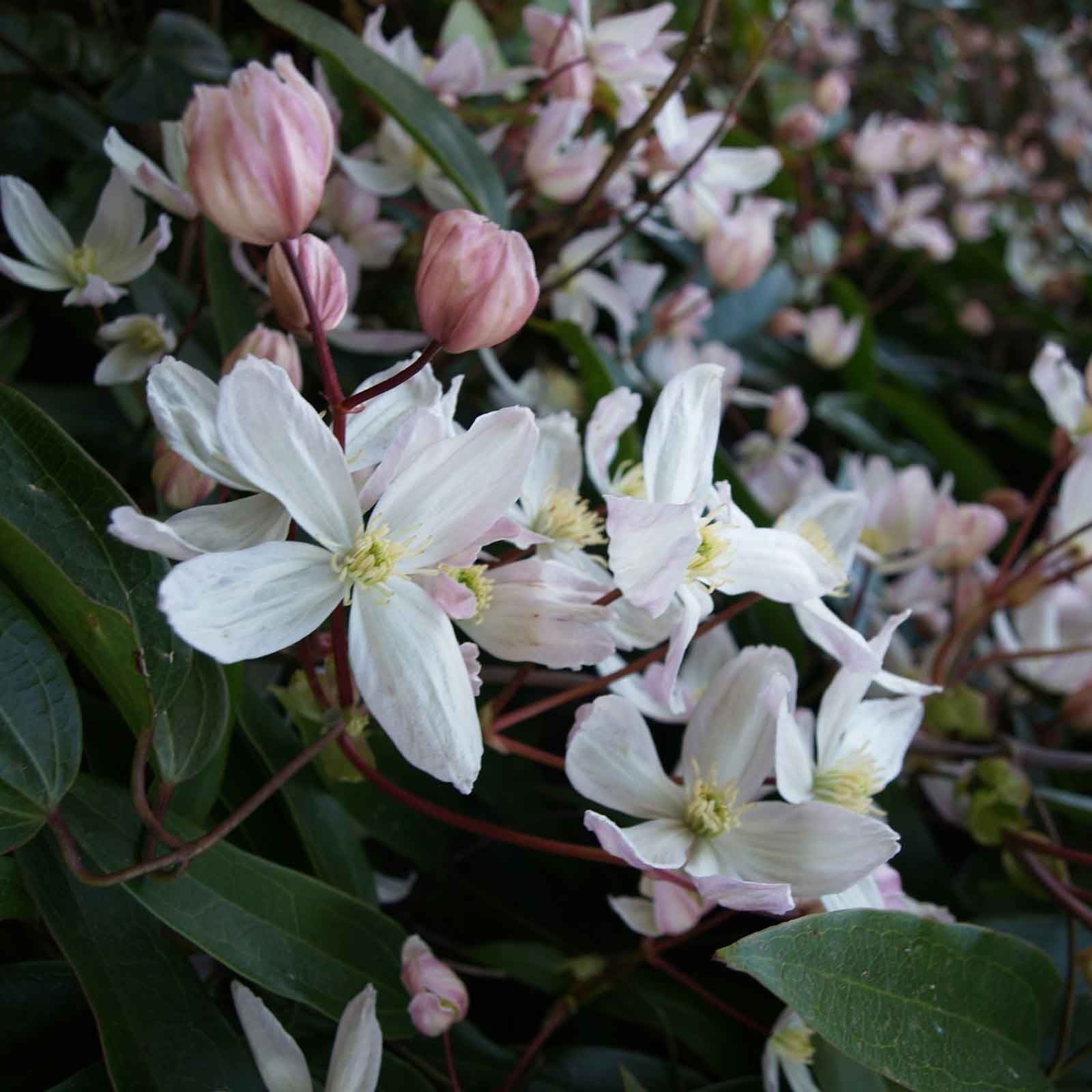 Clematis Armandii Climbing Plant Harrod Horticultural