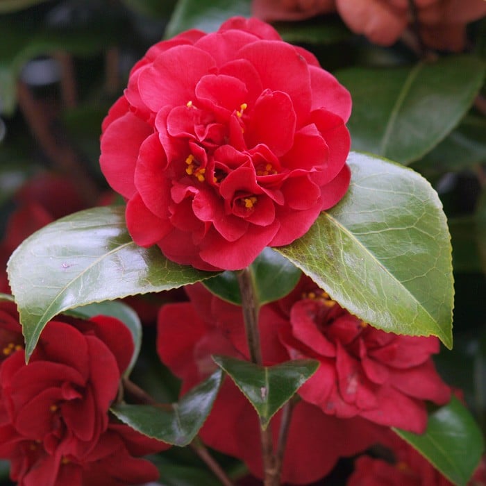 Camellia Japonica Dr Burnside Harrod Horticultural