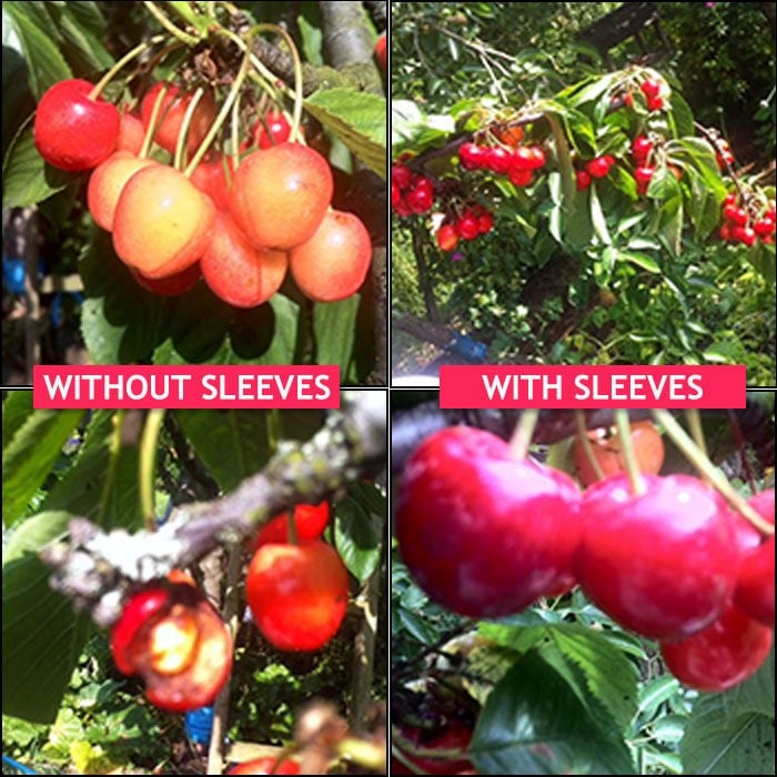 Fruit Tree Sleeves Harrod Horticultural