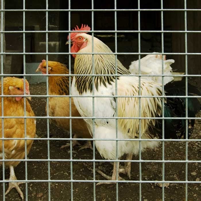 Heavy Duty Chicken Fence Harrod Horticultural