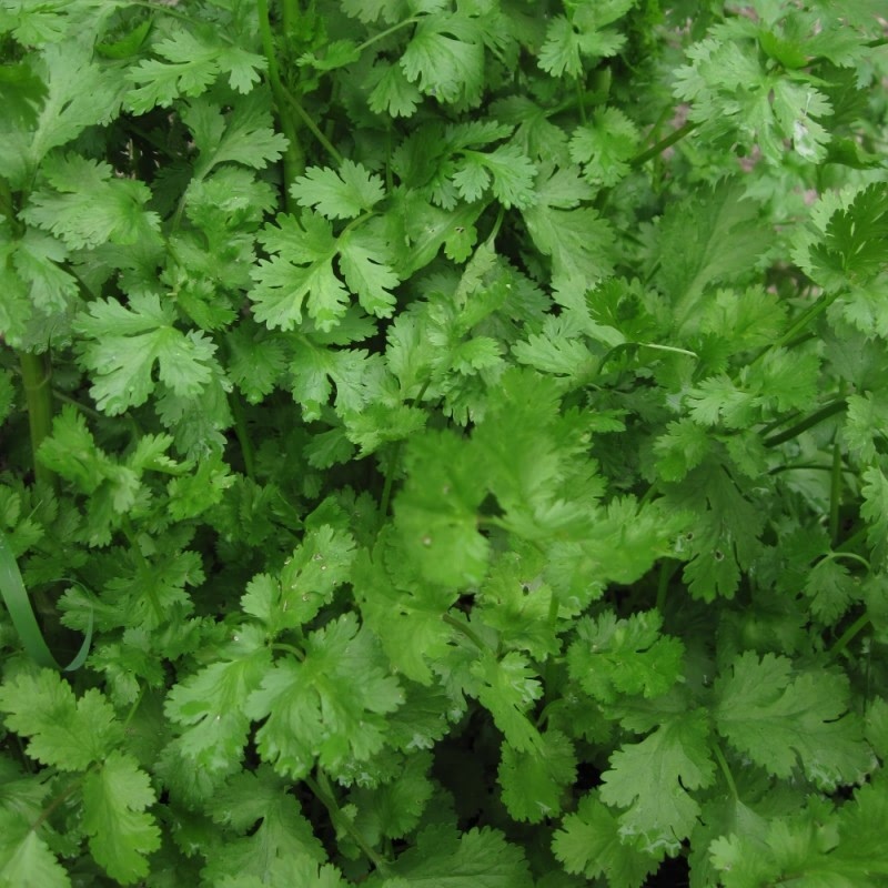 Coriander (3 Plants) Organic Harrod Horticultural