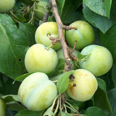 Are there different types of plum trees?