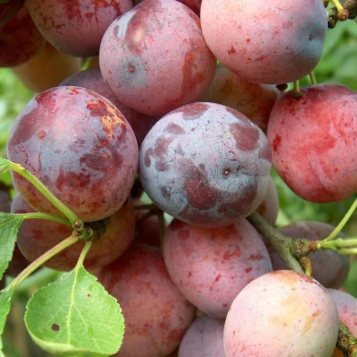 Organic Opal Plum Tree Harrod Horticultural