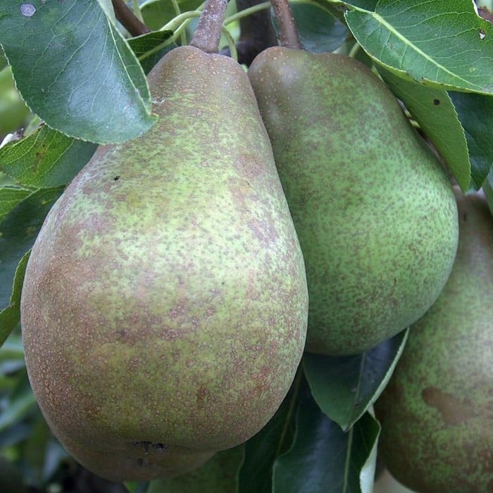 Organic Glou Morceau Pear Tree Harrod Horticultural Organic Glou Morceau Pear Tree