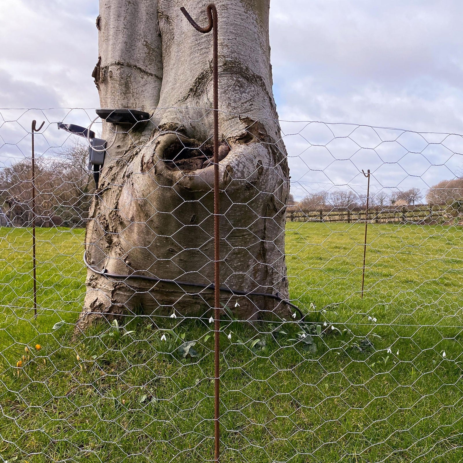 Bulb discount wire fence