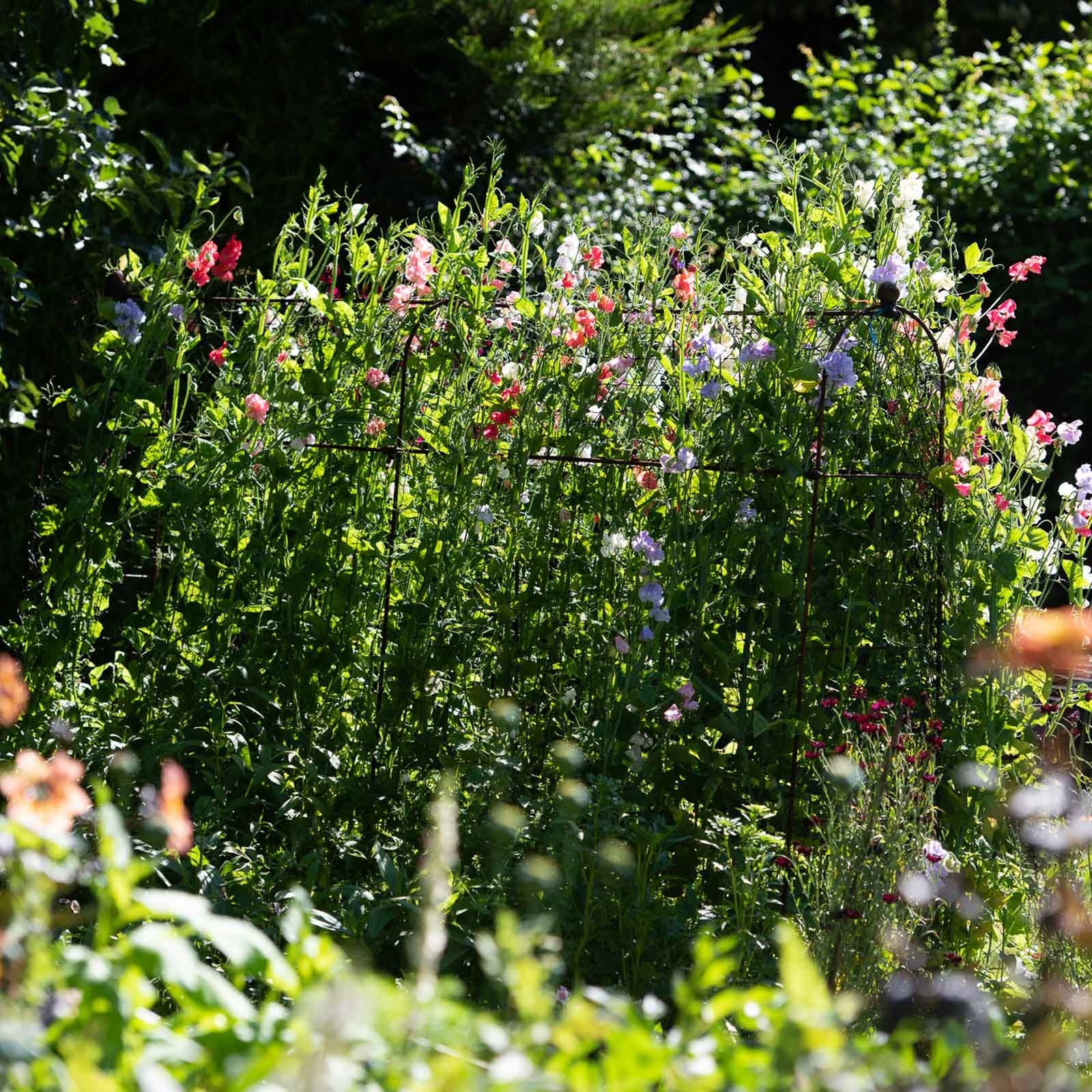 Harrod Vintage Pea & Bean Frames Harrod Horticultural