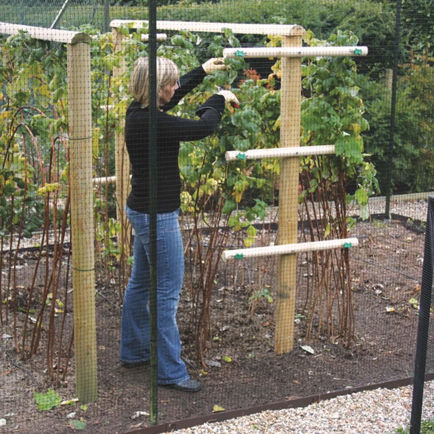 Timber Raspberry Supports Harrod Horticultural