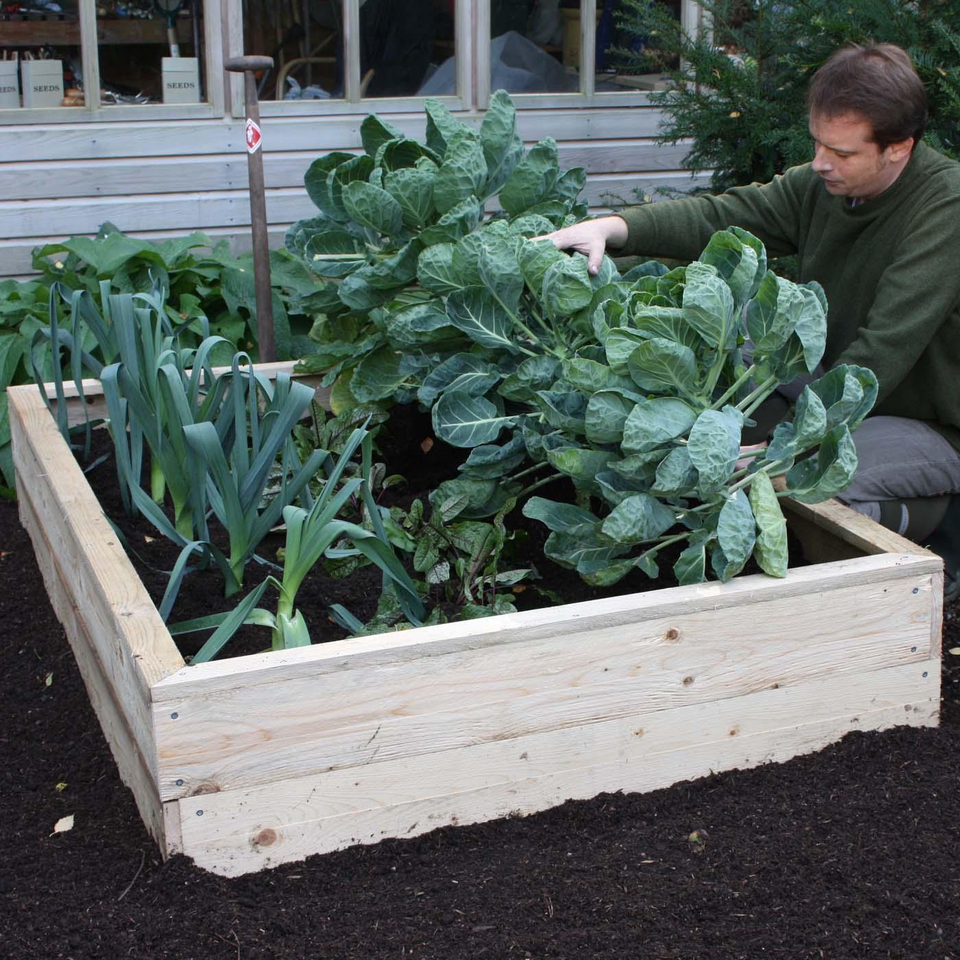 Allotment Wooden Raised Beds Harrod Horticultural