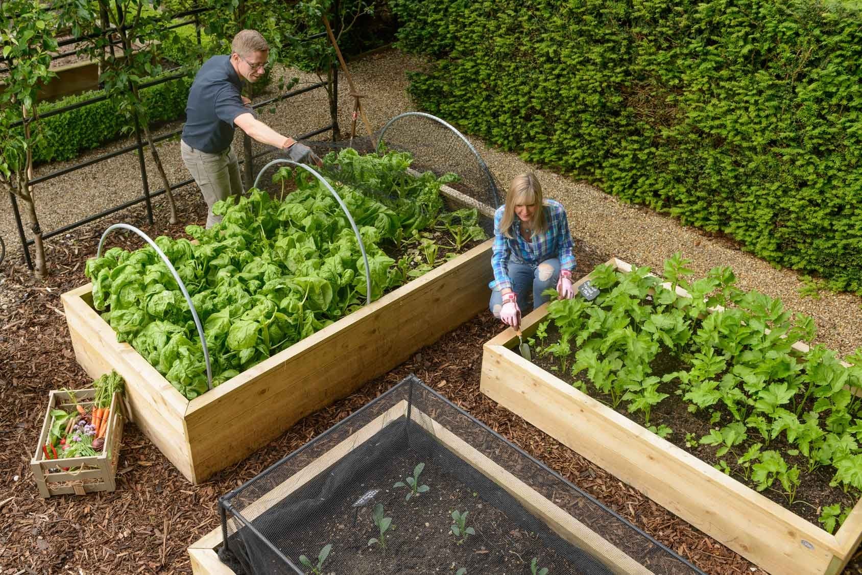 Standard Wooden Raised Beds Harrod Horticultural