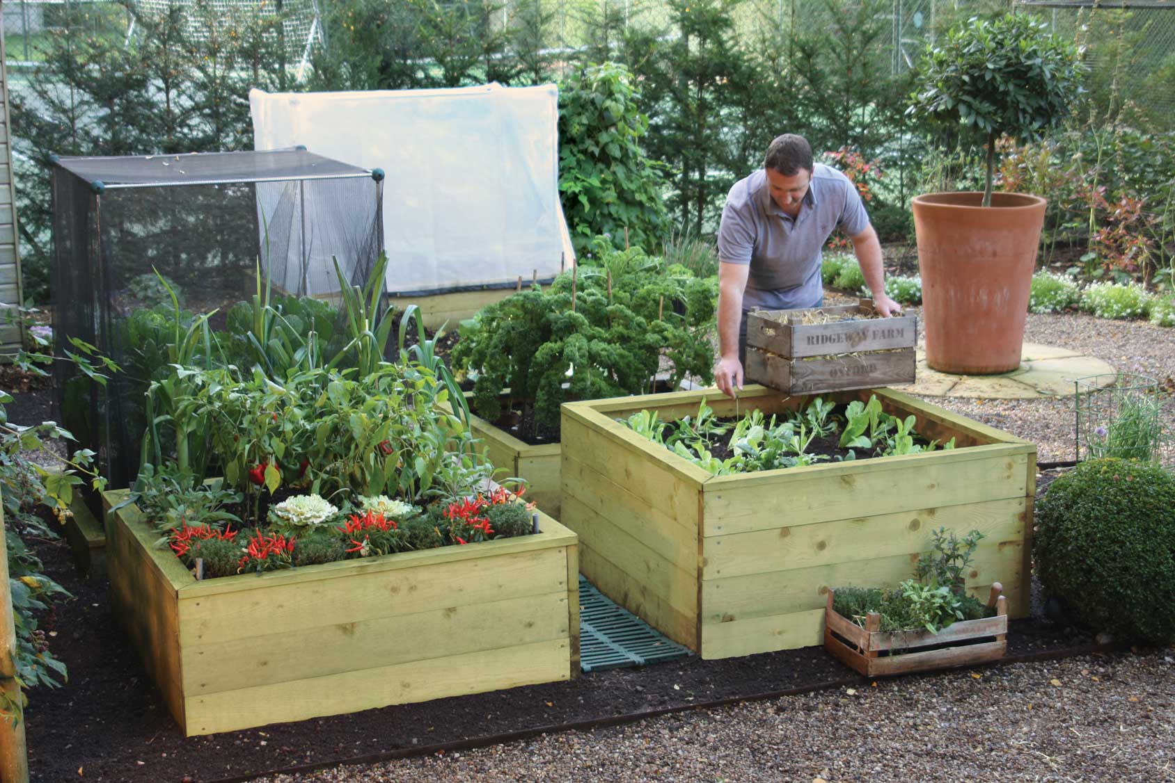 Standard Wooden Raised Beds Harrod Horticultural