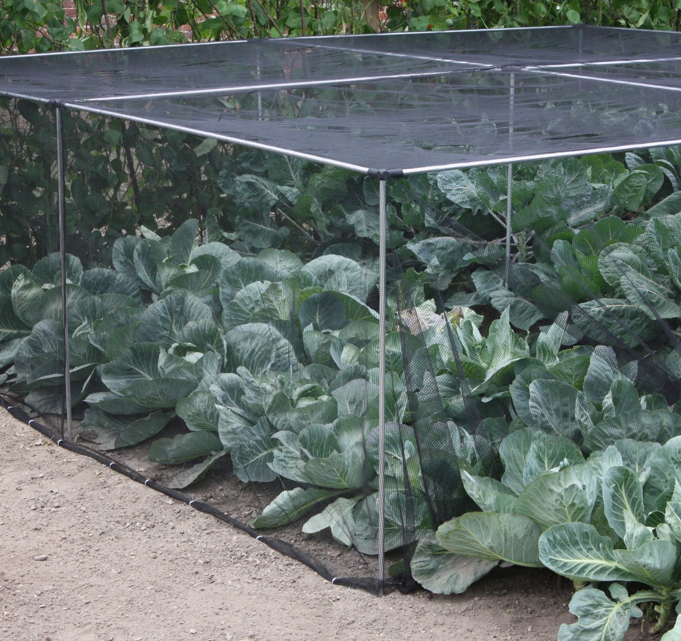 Harrod Slot & Lock® Aluminium Vegetable Cage (1.2m H) Harrod Horticultural (UK)