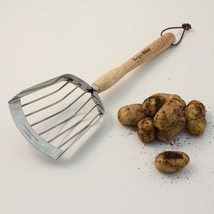 Potato Harvesting Scoop Harrod Horticultural (UK)