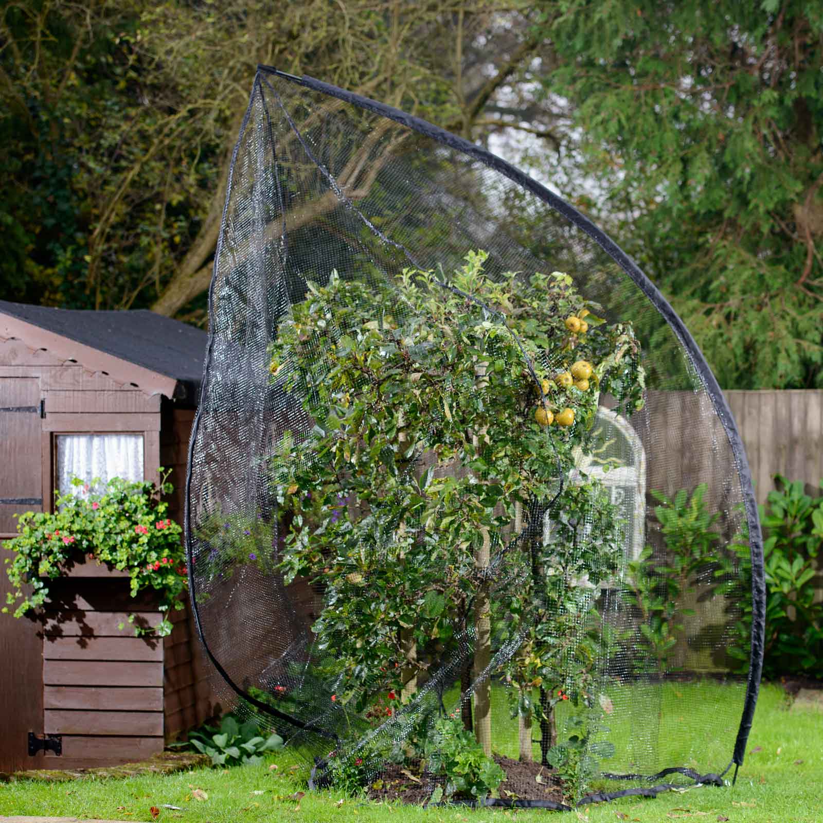 Popadome Fruit Tree Cover (3.5m high)