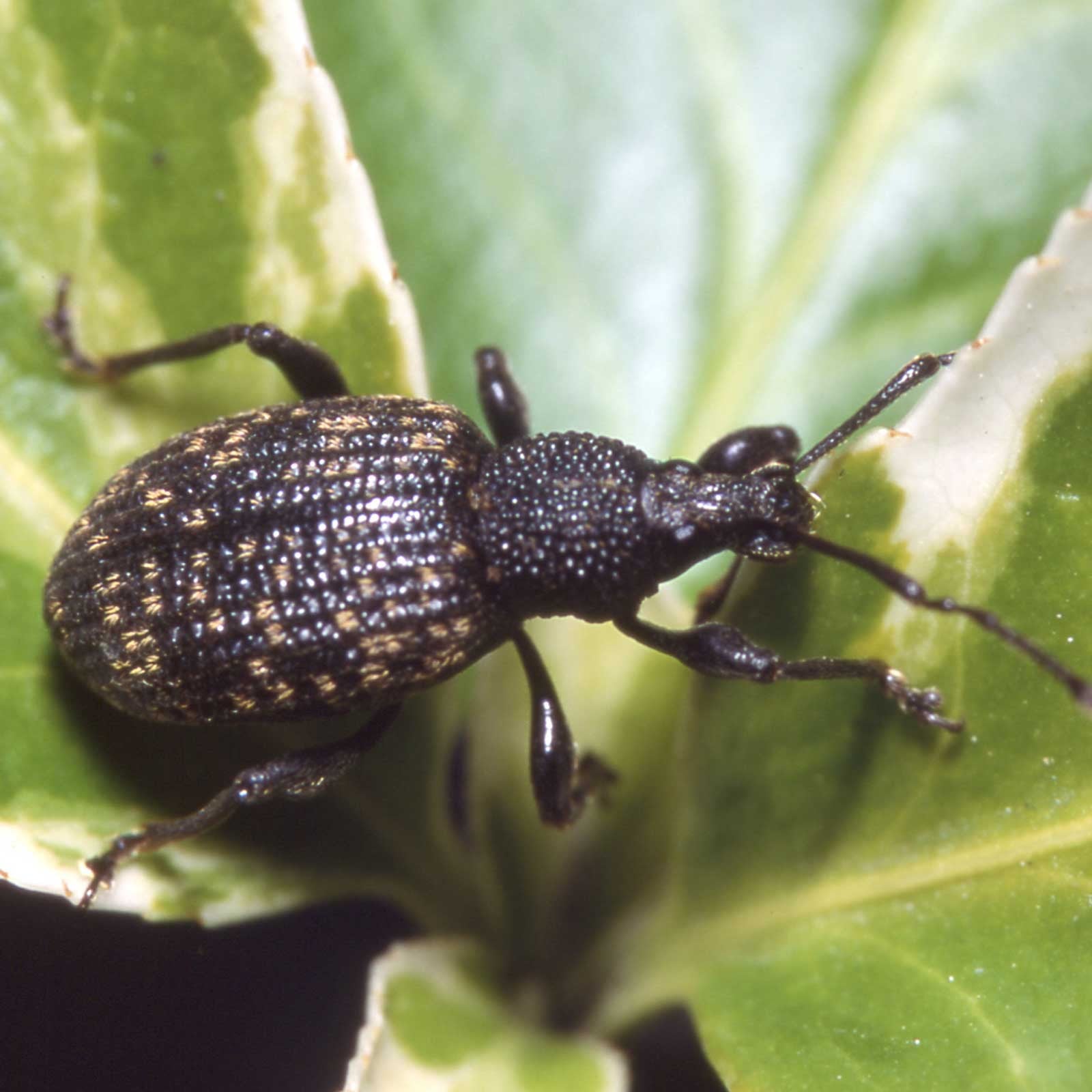 Nemasys Vine Weevil Killer