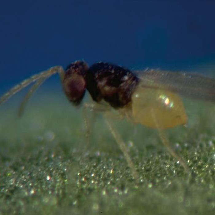 Whitefly Control Natural Pest Control Harrod Horticultural