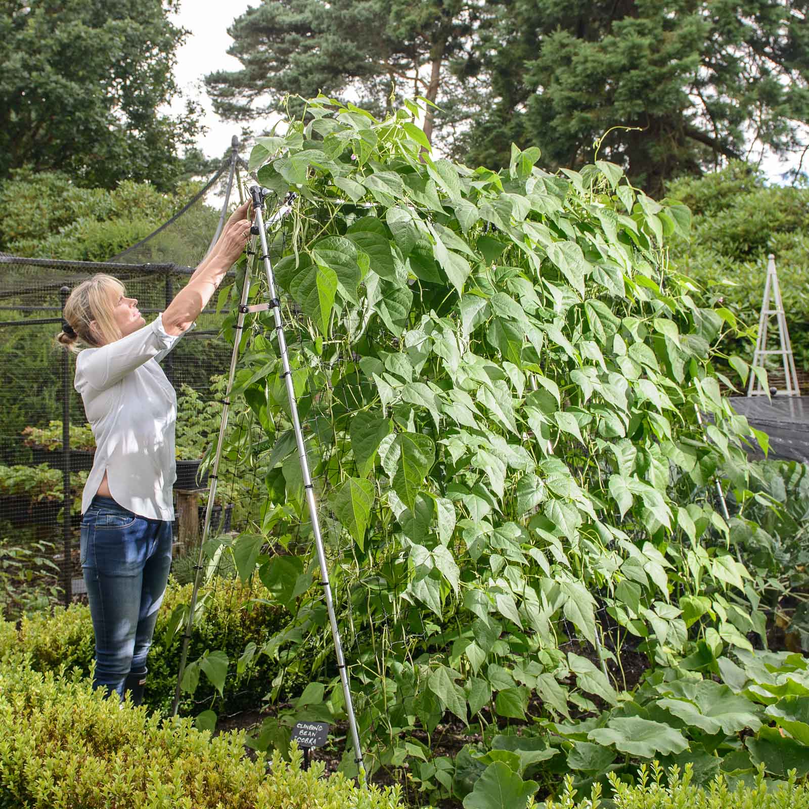 Harrod Slot & Lock(r) Bean & Pea Frames