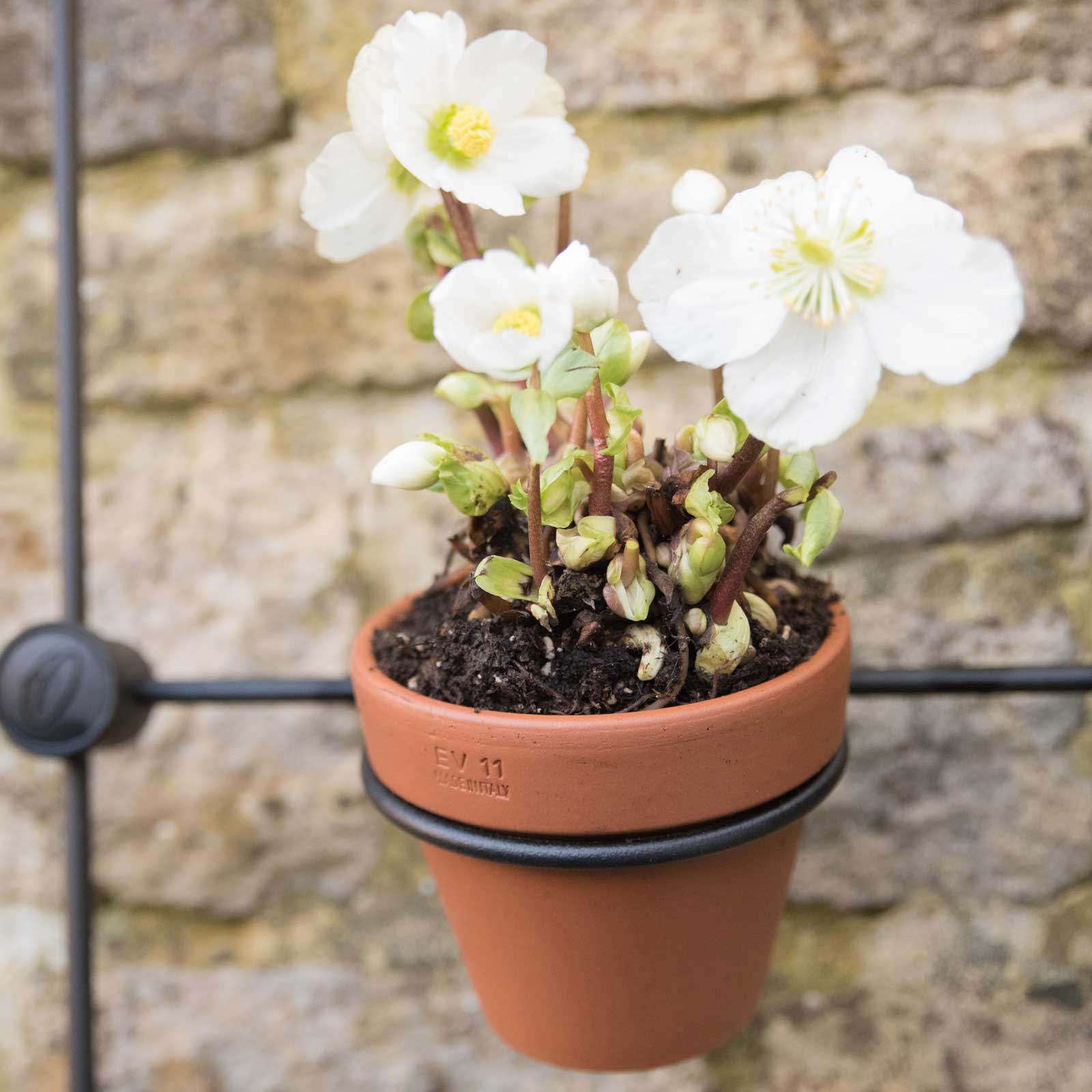Small Terracotta Plant Pots