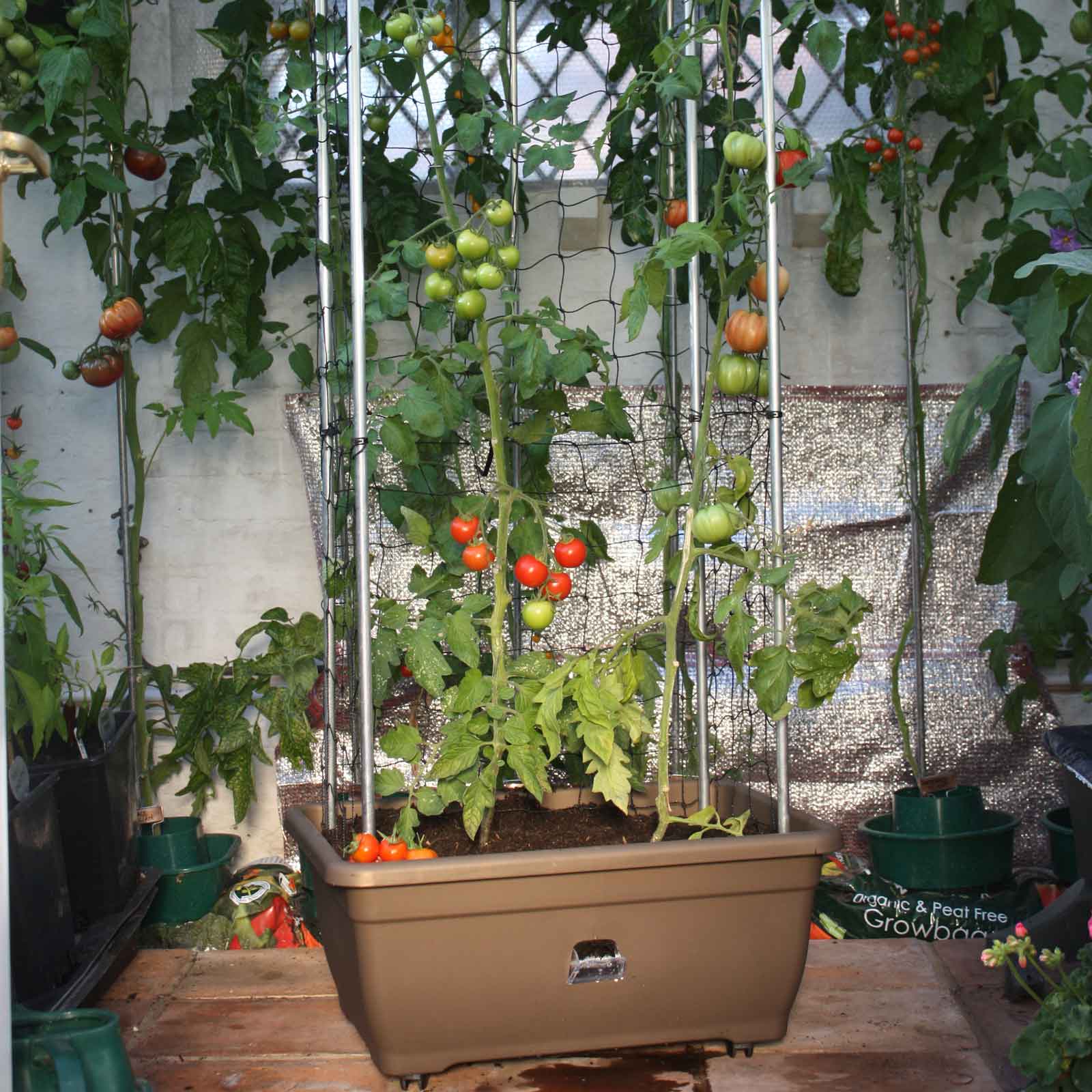 Tomato Success Kit Harrod Horticultural (UK)