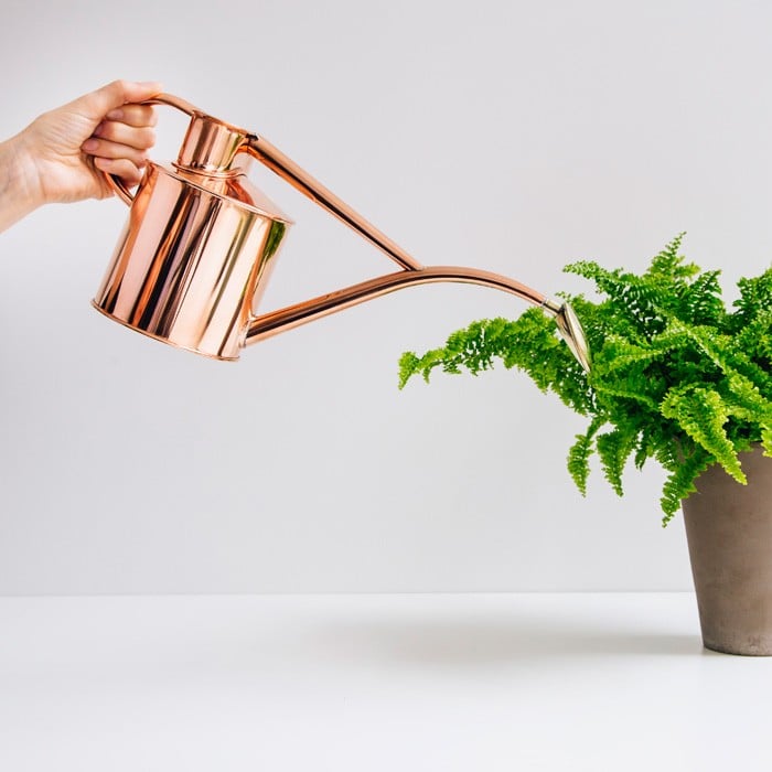 Haws Copper Indoor and Seedling Watering Can Harrod Horticultural (UK)