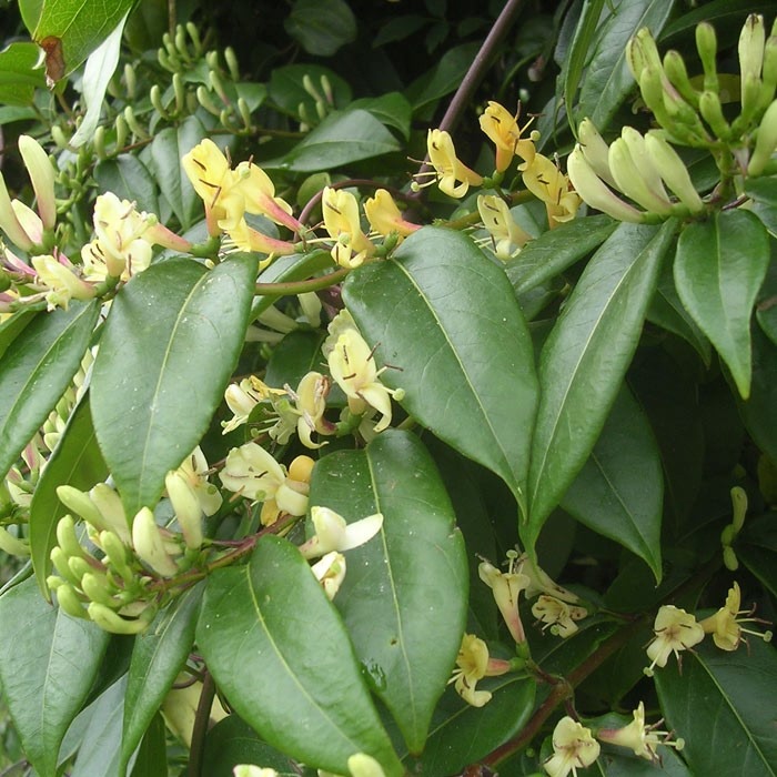 Lonicera Henryi - Honeysuckle plant - Harrod Horticultural