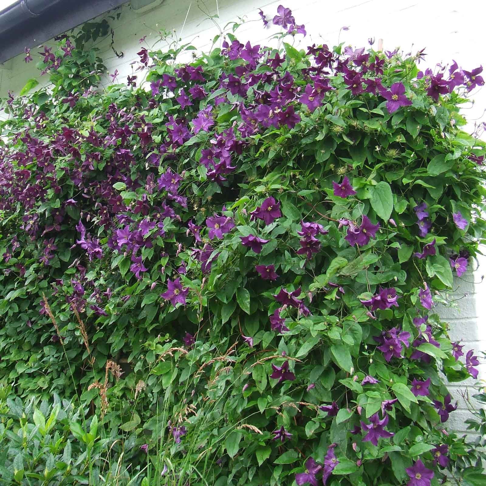 Clematis Viticella Etoile Violette - Harrod Horticultural